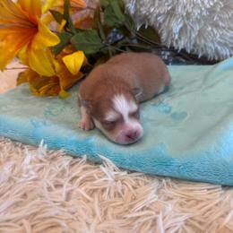 Male 2 - Red and white male Pomsky puppy in Bucyrus, Missouri from Hill Top Pomskies