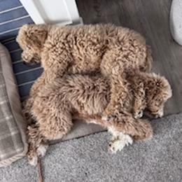Goldendoodle Puppies from Hannah Mae Doodles