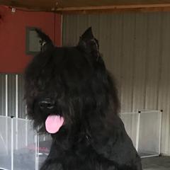 Porsche - Bouvier des Flandres