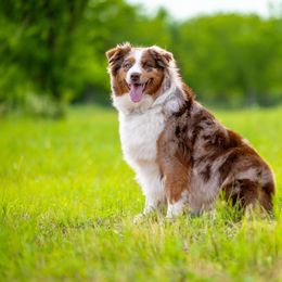 Piper - Australian Shepherd
