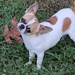 Roadie - Red and white male Chihuahua puppy in Bloomington, Indiana from TJs Chihuahuas