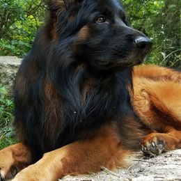 Panjo v. Ljulin - German Shepherd