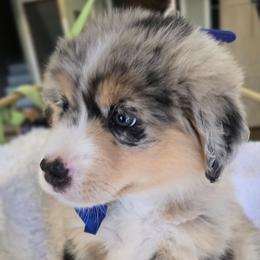 Please read description - Blue merle male Miniature American Shepherd puppy in Georgetown, California from Foothill Aussies