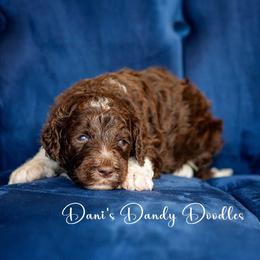 Aussiedoodle Puppies from Dani's Dandy Doodles