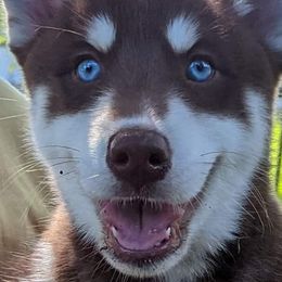Asher - Red and white Siberian Husky puppy in Bradenton, Florida from Island Huskies of Bradenton