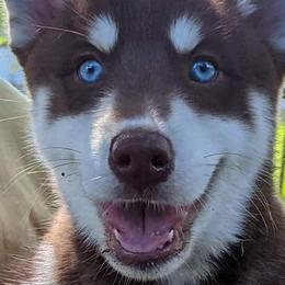 Asher - Red and white Siberian Husky puppy in Bradenton, Florida from Island Huskies of Bradenton