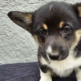 "Vixen" Yellow Collar - Black and tan Pembroke Welsh Corgi puppy in Boise, Idaho from Eevee's Corgidex