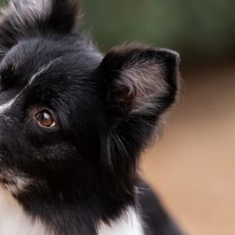 Border Collies from Inspire Performance Dogs