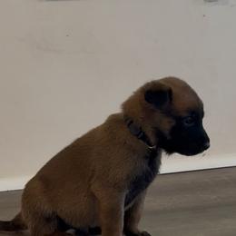 Black - Red sable male Belgian Malinois puppy in Highland City, Florida from VonSal Kennels