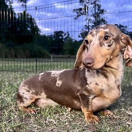 Noa - Dachshund