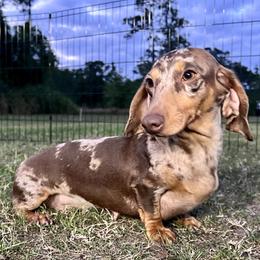 Noa - Dachshund