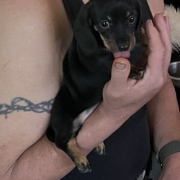 Gussy - Dachshund