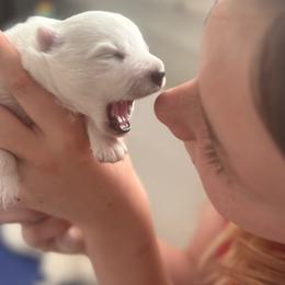 Boy 4 - White male Japanese Spitz puppy in Sebastopol, California from IMag Japanese Spitz