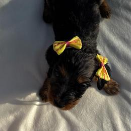 Jill - Dapple female Dachshund puppy in Athens, Alabama from Weidenthal Dachshunds