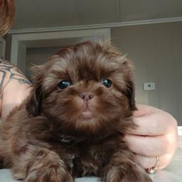Buddy - Liver male Shih Tzu puppy in Brodnax, Virginia from KBs Shih Tzu Babies