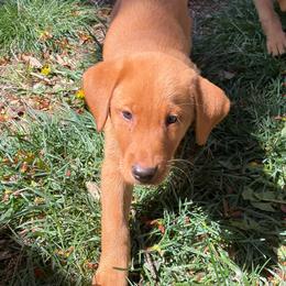 Boy 1- red collar - Yellow male Labrador Retriever puppy in Saint Paul, Minnesota from Jensen’s Fox Red Labs