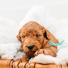 Beryl - Red male Australian Cobberdog puppy in Sarasota, Florida from Labe's Australian Cobberdogs