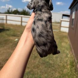 Leo - Dapple male Dachshund puppy in Nashville, Arkansas from Cuddles n Curls