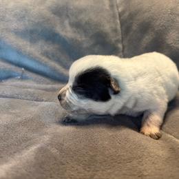 Boy 1 - Blue speckled male Australian Cattle Dog puppy in Cottage Grove, Oregon from Heirloom Ranch