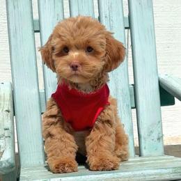 Honey - male Maltipoo puppy in Spring, Texas from GlamPaw Maltipoos