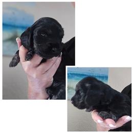 Black and cream boy brindle pointed - Cream male Dachshund puppy in Port Charlotte, Florida from Vicki's Dachshund Crossing