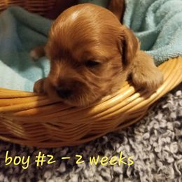 Cavapoo Puppies from Home Sweet Home Puppies