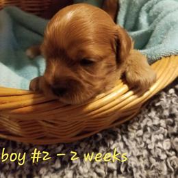 Cavapoo Puppies from Home Sweet Home Puppies