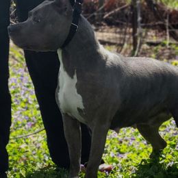 Sparrow - American Staffordshire Terrier