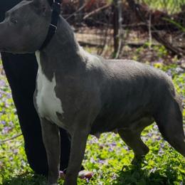 Sparrow - American Staffordshire Terrier