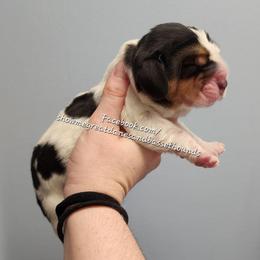 Walrus - Black white and brown male Basset Hound puppy in Alton, Illinois from Show Me Great Danes and Basset Hounds