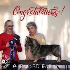 Buddy - Swedish Vallhund