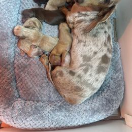 F - Cream male Dachshund puppy in Polo, Missouri from Blue Tails Farm