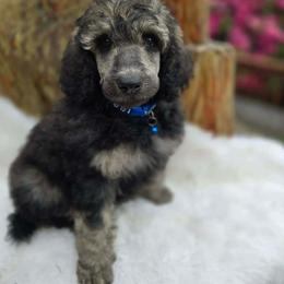 Charming - Sable male Poodle puppy in Springfield, Oregon from Valaurah Farms