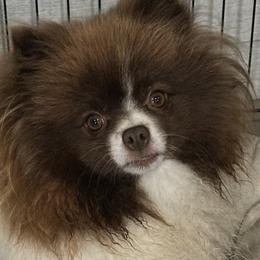Leah - Pomeranian
