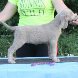 German Shorthaired Pointer and Weimaraner Puppies from Drehbar Weimaraners & GSP's