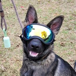 German Shepherds from Triple S DDR German Shepherds