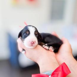 Pearl-Red - Tri-color female Bernedoodle puppy in Ontario, California from Teddy Doodles & Standard Poodles