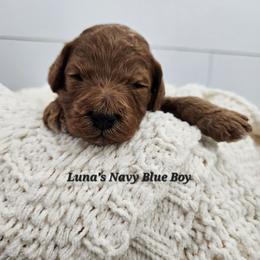 Navy Blue Boy - Red male Labradoodle puppy in Payson, Utah from Utah County Labradoodles