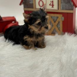Kasper - Black and tan male Yorkshire Terrier puppy in Benton, Illinois from Furry Tailz Yorkies