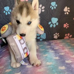 Siberian Husky Puppies from Canace Siberians