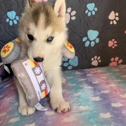 Siberian Husky Puppies from Canace Siberians