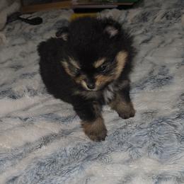 General - Black and tan male Pomeranian puppy in Angleton, Texas from Pomeranian Palace, LLC