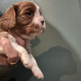 Blenheim - Blenheim male Cavalier King Charles Spaniel puppy in Greenleaf, Wisconsin from Ledgetop Family Cavaliers