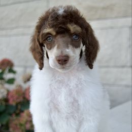 Canyon - Parti male Poodle puppy in Orem, Utah from First Class Poodles