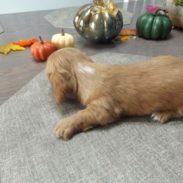 Dachshund Puppies from Molly Dolly's Miniature Dachshunds