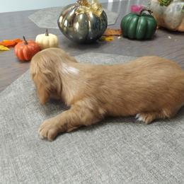 Dachshund Puppies from Molly Dolly's Miniature Dachshunds