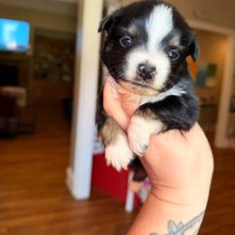 Black Tri male 2 - Black tri male Miniature Australian Shepherd puppy in Buchanan, Georgia from Stanleyville Farm Mini Aussies