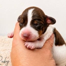 Rubi - Piebald female Dachshund puppy in Deming, New Mexico from FoxieDoxies of New Mexico