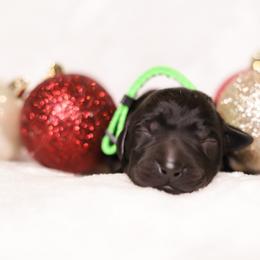 Labrador Retriever Puppies from AGL Retrievers