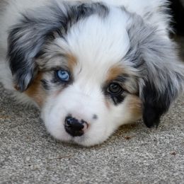 Australian Shepherd and Miniature American Shepherd Puppies from Bright Heart Aussies & Miniature American Shepherds